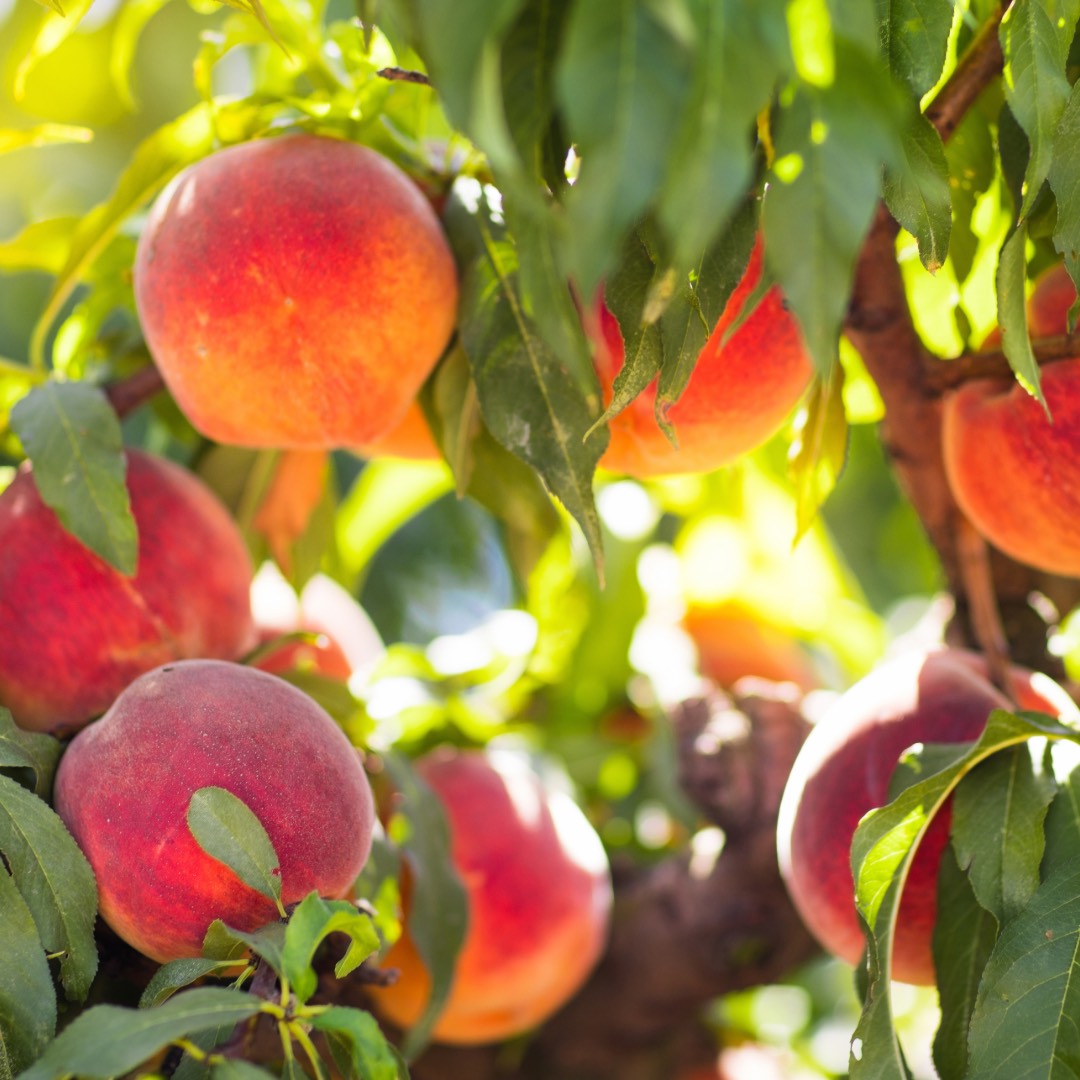 fruit on the branches